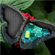 Cyborg Butterfly — abbasbaqri