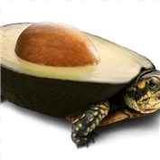 Avocadle — bernabow