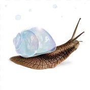 Bubble Shell — NinhaBR