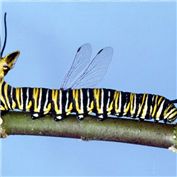 CATerpillar — maximilian