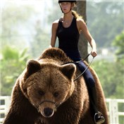 The Bear Contest 4