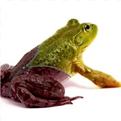 Frog Suit — howardjo