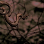 snake wood — michael10lee