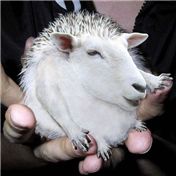 hedgehog-lemur-sheep — duchamp