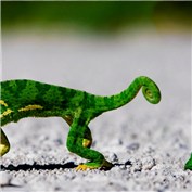 The chameleon's head — ilia84
