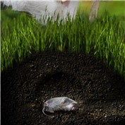 R.I.P. Mousie — nieksiesie