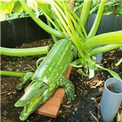 Don't touch Grandma's prize marrow! — hcheyne