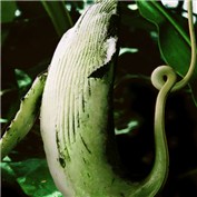 Humpback Pitcher plant — oruart