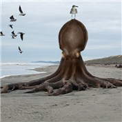 Beached — Kryptomaniacle