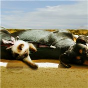 Cat in Dog — hcheyne