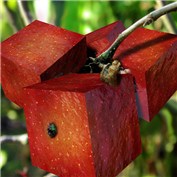 Sharp Cube Apples — shone1505