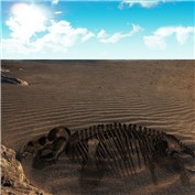 lost in the desert — SHmaster