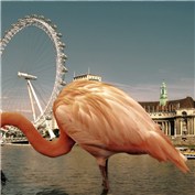 Flamingo giant — Trust
