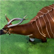 Huge Goat — BcTEAM