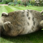 Obeastity 6