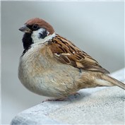 Fat Sparrow — webbec