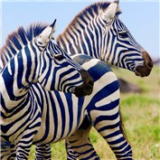 Blue zebras — metalwave