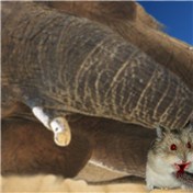 hamster eating an elephant — Alergen