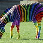 Rainbow Zebra — orionnebula