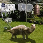 I Hate Wash Day — gummy