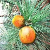 Pine Apples — razraivitz