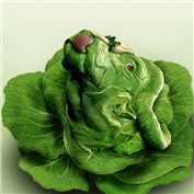 Food Literalisms 6