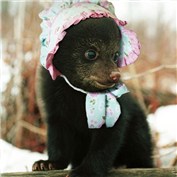 Country Bear — Neecy