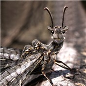Mamsects and Insmals 11