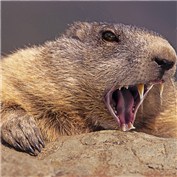 Oh look a marmot....AAaaaAAaAAaAAaH! — ematoma123
