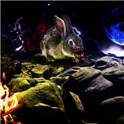 Rabbit — fnsb13