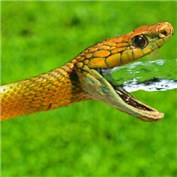 Water Snake — smcfadden