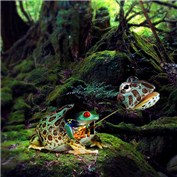 Expert Frog — elisonap