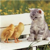 Confused Kitten — DGartistry