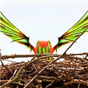 melon wings — sas2006