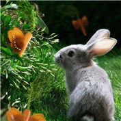 Wabbit — KingDiamond