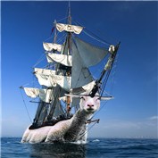 Sailing-sheep — Kwalestafar