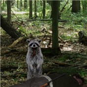 Raccoon Hunt — 1mtntrailrider