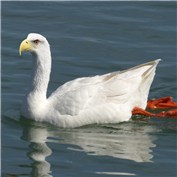 Eaglegoose — rava00