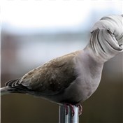Knot in your dove-kerchief — Pepenl