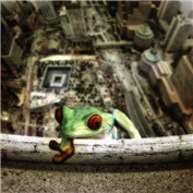 Yamakasi Frog — Tepco