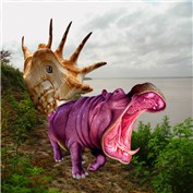 A wild Slowbro appeared! — Racsoth