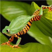Fat frog. Too much flies! — aldara