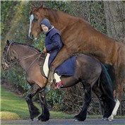 Queen Elizabeth and Horse — Pherdinandus