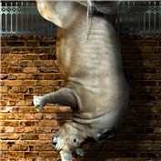 Feats of Strength 14