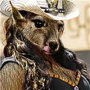Sexy Cowgirl Roo — daniloco