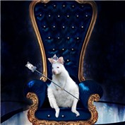 Kangaroo King — Bluebells