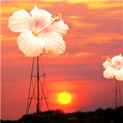 Windmill — alicinam