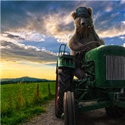 The Bear Contest 6