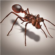 Anthipo — pedrocaII