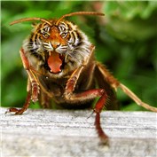 Tiger Hornet — philcheese